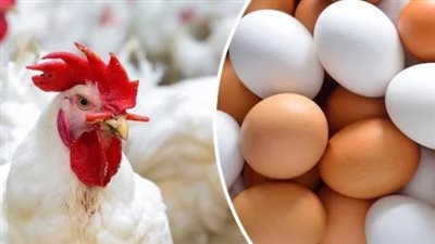 أسعار الدواجن اليوم الثلاثاء 14 يناير 2025