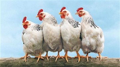  أسعار الدواجن في بداية تعاملات اليوم الأربعاء 15-1-2025 