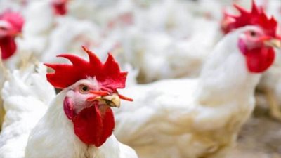 أسعار الدواجن داخل بورصة الدواجن صباح اليوم الخميس 16 يناير 2025