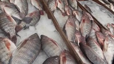 سعر السمك البلطي اليوم الثلاثاء 21 يناير 2025