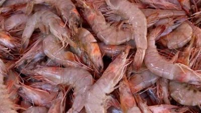 أسعار الجمبري اليوم الأحد 19 يناير 2025.. سعر الجمبري الجامبو بكام؟