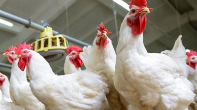  سعر الفراخ البيضاء اليوم الثلاثاء 28-1-2025 في الأسواق