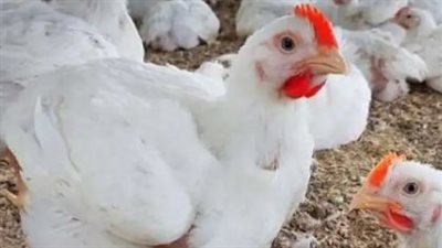  أسعار الدواجن اليوم الأربعاء 29 يناير 2025.. البيض بكام؟