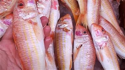 أسعار السمك والجمبري في مستهل تعاملات اليوم الأربعاء 29 يناير 2025