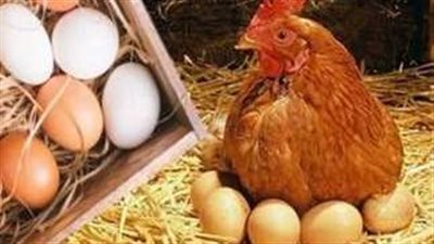  بورصة الدواجن صباح اليوم الخميس 30 يناير 2025.. سعر كرتونة البيض بكام ؟