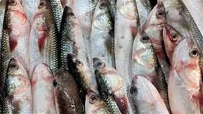  أسعار السمك والجمبري اليوم السبت 1 فبراير 2025