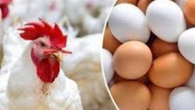  أسعار الدواجن والبيض اليوم السبت 1 فبراير 2025