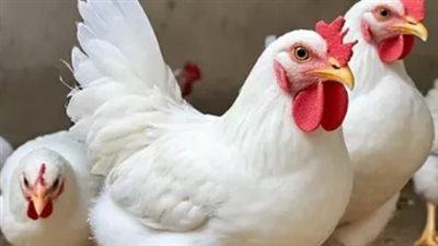  أسعار الدواجن اليوم الأحد 2 فبراير 2025 في الأسواق والمحال التجارية