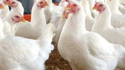 أسعار الدواجن اليوم الاثنين 3 فبراير 2025