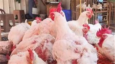  أسعار الدواجن اليوم الثلاثاء 4 فبراير 2025 في الأسواق والمحال التجارية