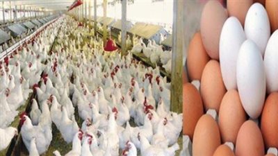  أسعار الفراخ في بورصة الدواجن اليوم الأربعاء 5-2-2025.. سعر كرتونة البيض بكام؟