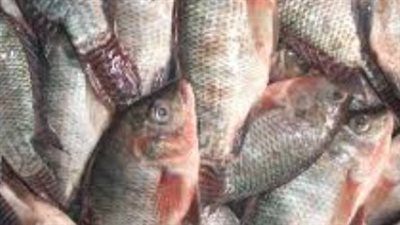 أسعار الأسماك والجمبري في صباح التعاملات اليوم السبت 8 فبراير 2025