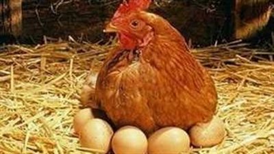  أسعار الدواجن اليوم الأحد 9 فبراير 2025 في الأسواق والمحال التجارية