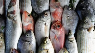 أسعار السمك والجمبري في بداية تعاملات اليوم الأحد 9 فبراير 2025