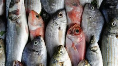 أسعار السمك والجمبري في بداية تعاملات اليوم الثلاثاء 11 فبراير 2025