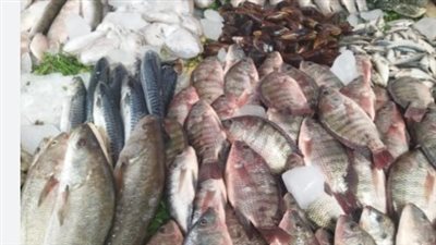  أسعار السمك والجمبري في بداية تعاملات اليوم الأربعاء 12 فبراير 2025