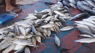 أسعار السمك والجمبري اليوم السبت 15_1_2025