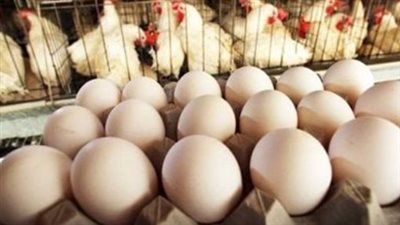 أسعار الفراخ البيضاء والبيض اليوم الأحد 16 فبراير 2025