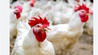 أسعار الدواجن اليوم الإثنين 17_2_2025