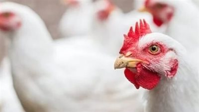 أسعار الدواجن والبيض اليوم الثلاثاء 18 فبراير 2025