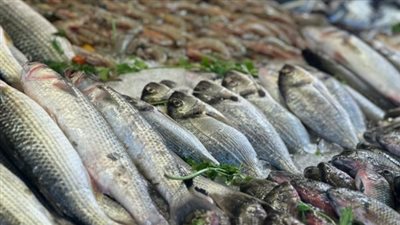  أسعار السمك والجمبري اليوم الأربعاء 19 فبراير 2025