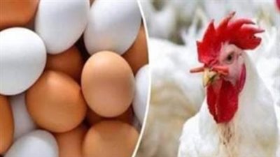 تراجع أسعار الدواجن اليوم الأربعاء 19 فبراير 2025 في الأسواق والمحال التجارية