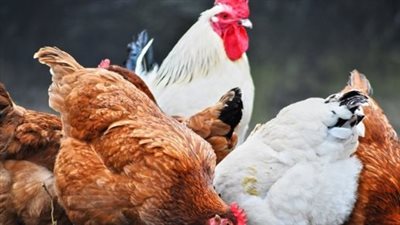  أسعار الفراخ البيضاء اليوم الأحد 23 فبراير 2025