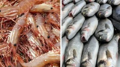 أسعار السمك والجمبري اليوم الأحد 23_2_2025