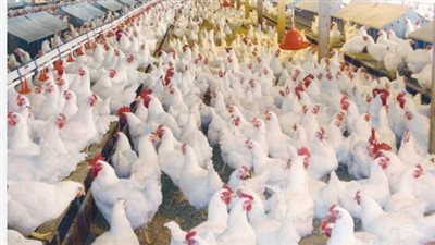  أسعار الفراخ البيضاء اليوم الثلاثاء 25-2-2025 في الأسواق المصرية