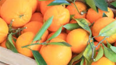 أسعار الخضروات والفاكهة بمصر اليوم 26_2_2025.. سعر البرتقال البلدي من 9.5 إلى 13.5 جنيه