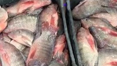  أسعار السمك والجمبري اليوم 1 مارس 2025