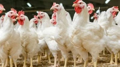  أسعار الدواجن والبيض في الأسواق المحلية بداية تعاملات اليوم الأحد 2 مارس 2025