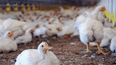  بورصة الدواجن اليوم الاحد 2_3_2025.. البيض بكام؟