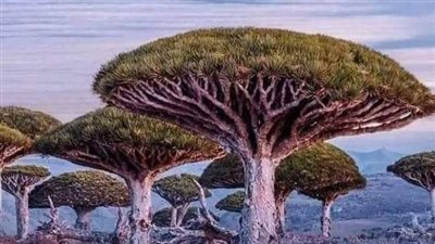 يوم اللغة السقطرية.. كيف تعكس اللغة السقطرية جمال وتنوع الطبيعة الساحرة؟