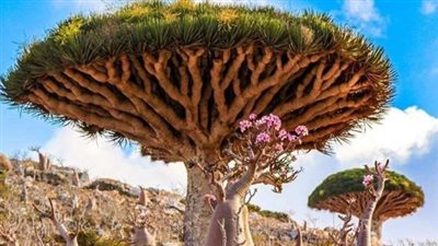 ما هي جهود القيادة الجنوبية في حماية اللغة السقطرية؟