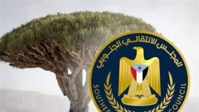 لحمايتها من الاندثار.. كيف يعمل الانتقالي على الحفاظ على اللغة السقطرية؟