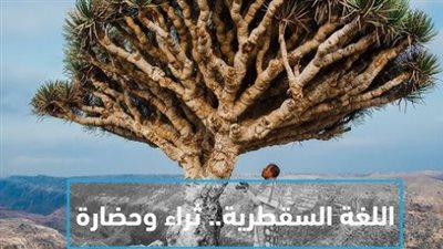 كيف تمثل اللغة السقطرية جزءا لا يتجزأ من التنوع اللغوي والثراء الحضاري الجنوبي؟