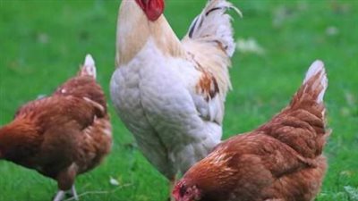  أسعار الدواجن اليوم الإثنين الموافق 3 مارس 2025