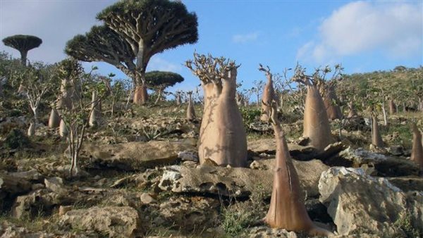 لغة سامية تظل حية مهما مرّت السنوات تشكل مزيجًا تراثيًا في الجنوب لغة سامية تظل حية مهما مرّت السنوات تشكل مزيجًا تراثيًا في الجنوب