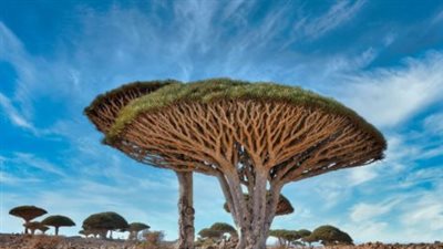 ما هي التحديات التي تواجه اللغة السقطرية؟