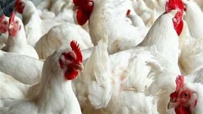 أسعار الدواجن اليوم 5_3_2025 في بورصة الدواجن