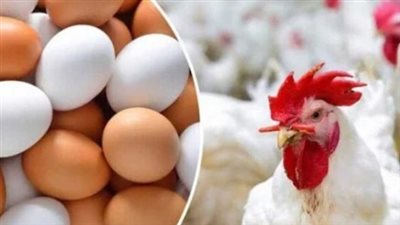  أسعار الدواجن اليوم الثلاثاء الموافق 4 مارس 2025