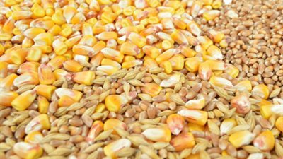 انخفاض في أسعار الذرة والصويا الذرة وسط الرسوم الجمركية الانتقامية التي فرضتها الصين