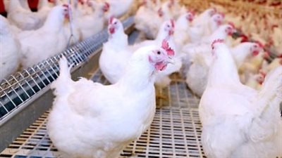 سعر الفراخ البيضاء اليوم الأحد 9-3-2025 في الأسواق