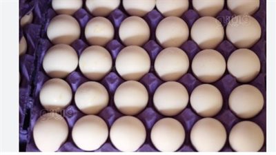 أسعار كرتونة البيض اليوم الأحد 9_3_2025