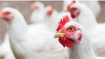  أسعار الفراخ البيضاء اليوم الثلاثاء الموافق 11 رمضان.. البيض بكام؟