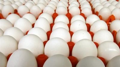 سعر البيض اليوم الثلاثاء 11_ 3_ 2025 