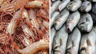  أسعار السمك والجمبري في بداية تعاملات اليوم الثلاثاء 11 مارس 2025