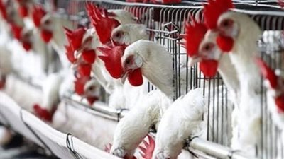 أسعار الفراخ اليوم 12_3_2025 في المزارع والأسواق 