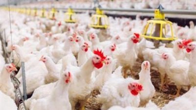  أسعار الدواجن اليوم الأربعاء الموافق 12 مارس الجاري.. بورصة الدواجن والأسواق الخارجية